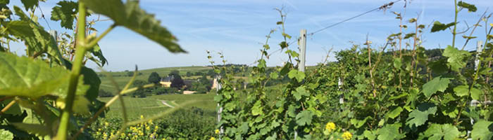 Wein aus dem Rheingau VDP Weingut F.B. Schönleber VDP.GROSSE LAGE